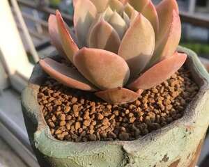 战得了寒潮，挺得住酷夏！这么多肉肉里居然是她令我最骄傲