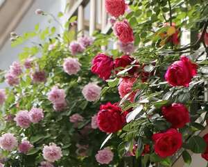 小窗台养这5种花，太阳一晒就开花，3个月爬满墙！