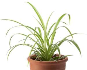 吊兰施什么肥料长得好