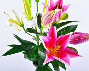 百合花可以打顶吗