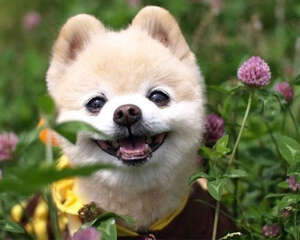 什么原因会导致博美干呕