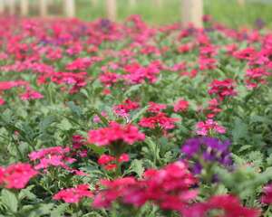 美女樱的功效与价值