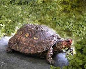 哥斯达黎加木纹龟的食物选择