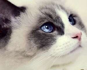 猫咪可能得了猫鼻支如何有效治疗?