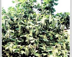 易繁殖、易生长的乡土树种——梓树