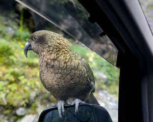 啄羊鹦鹉吃什么