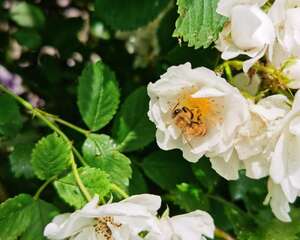 蔷薇花可以盆栽吗