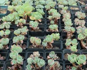 怎样诱导多肉缀化