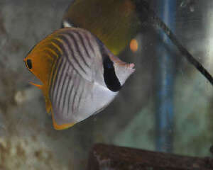 人字蝶的饲养环境