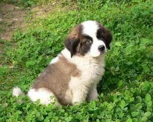 圣伯纳犬可以吃的果类
