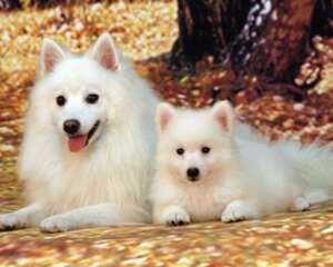 银狐犬好养吗？银狐犬饲养