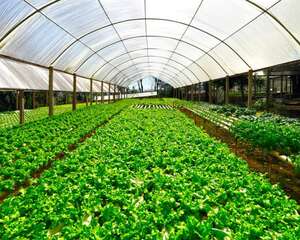 吃生菜可以减肥吗，孕妇能吃生菜吗