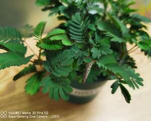 买回来的含羞草怎么进行播种