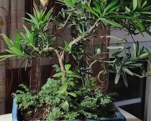 太贵的花别买，路边捡几粒种子，扔盆里就能活！