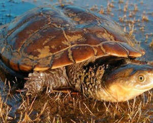 观赏龟养护之黑拟澳龟