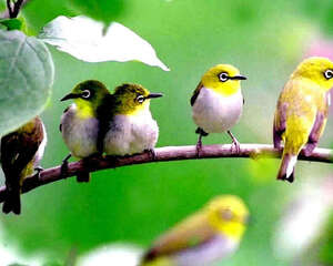 观赏鸟急性腹泻症状及防治