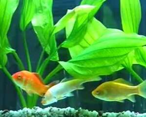 水族箱中溶氧量的来源