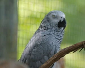 如何取得灰鹦鹉的信任