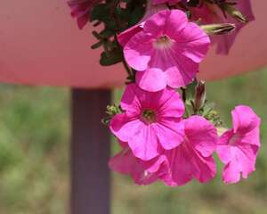 矮牵牛种植及养护方法