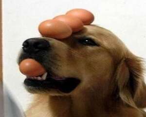 狗狗不能吃鸡蛋清吗 狗狗为什么不能吃鸡蛋清