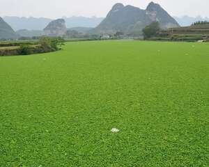 水生植物大面积爆发 广西清水河变“草坪”