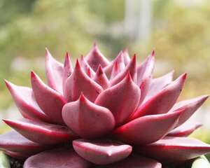 罗密欧 Echeveria agavoides ‘Romeo’