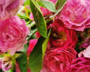 蔷薇黄叶的原因和处理办法