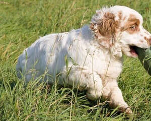 狗狗冬天可以喝冷水吗