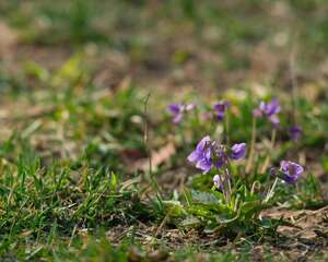 不开花就结种的“紫花地丁”