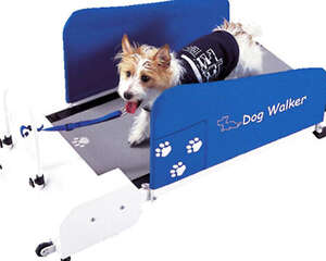 如何训练狗狗在跑步机上跑步
