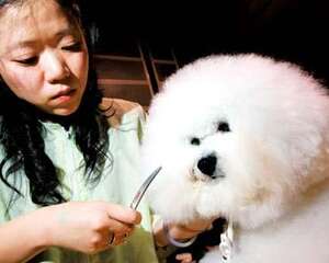 狗狗的佝偻病治疗原则