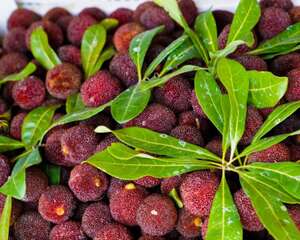 杨梅树苗几年结果