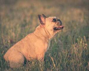 法国斗牛犬市场价格盘点，导致价格不同的因素有哪些？