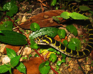 如何判断蛇有没有毒