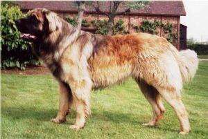 兰伯格獒犬怎么样？兰伯格獒犬介绍