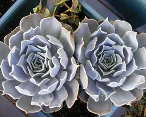 丽娜莲 Echeveria lilacina