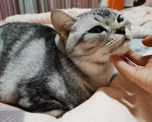猫咪怎么驱虫？猫咪驱虫的正确方法！