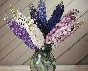 大花飞燕草的栽种培养管理技术