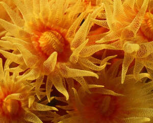 海葵如何饲养？