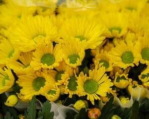 金银花泡水喝的功效，和菊花可以一起泡水喝吗