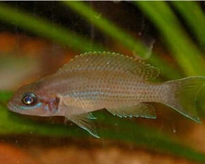 白边燕尾鱼的饲养环境