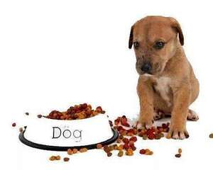 狗狗不吃饭的原因以及解决办法