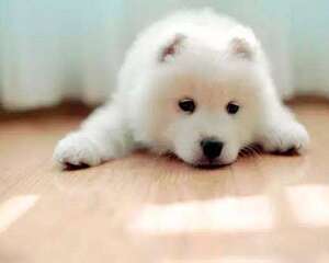 萨摩耶和爱斯基摩犬的不同之处