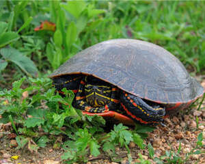 食品含有的基本营养物质列表