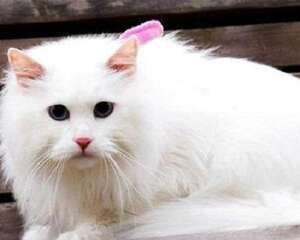 猫怎么养 养猫注意事项有哪些