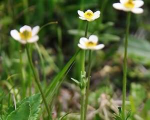 钝裂银莲花图片
