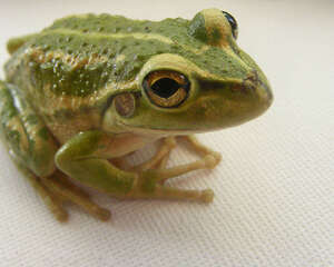 蛙类的身体特征介绍