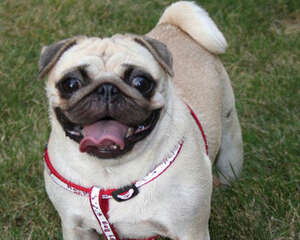 成年的八哥犬该怎么喂食？