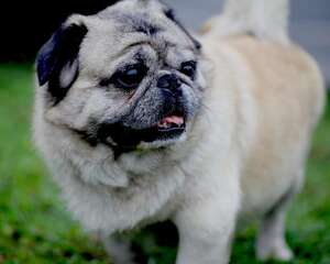 巴哥犬（Pug）品种介绍
