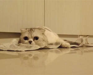 如何预防母猫流产